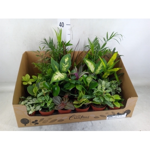 Planten Groen   ...mix 24