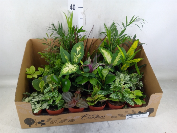 <h4>Planten Groen   ...mix 24</h4>