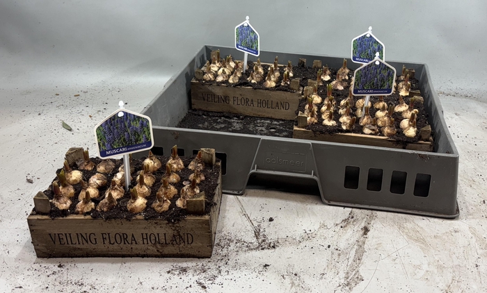 <h4>ARR MUSCARI</h4>