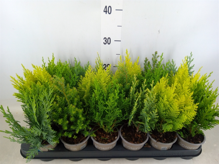 <h4>Conifers   ...mix</h4>