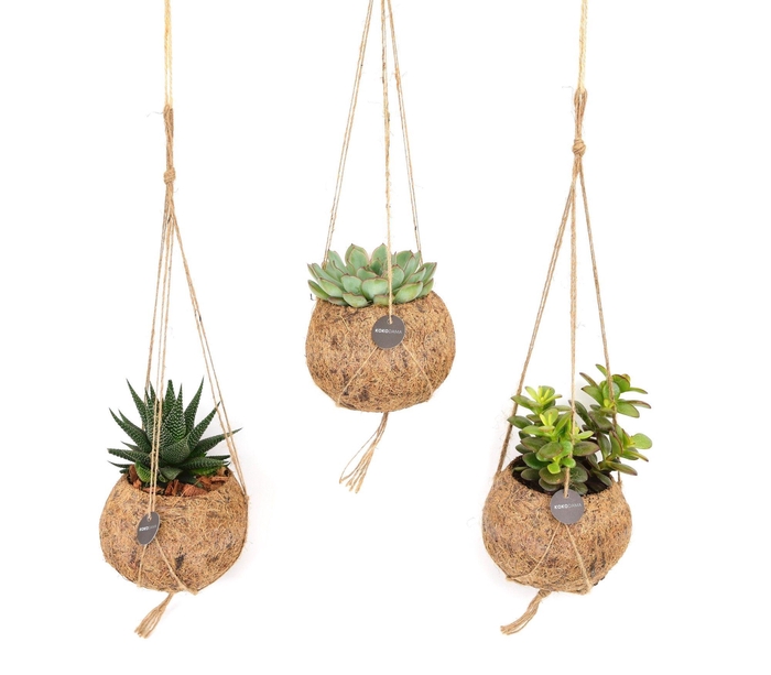 <h4>Kokodama 12 cm Succulent mix</h4>