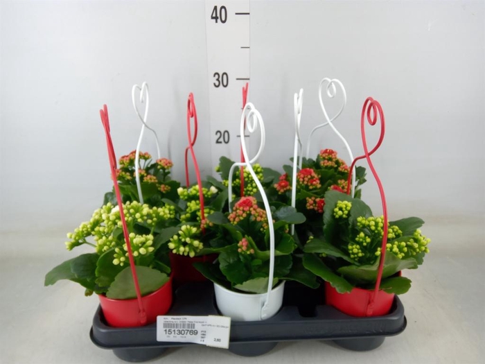 <h4>Arr. Planten L%</h4>