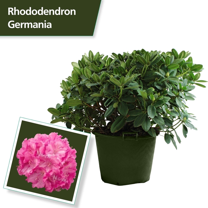<h4>Rhodo. 'Germania' pink</h4>