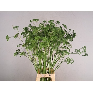 FOENICULUM