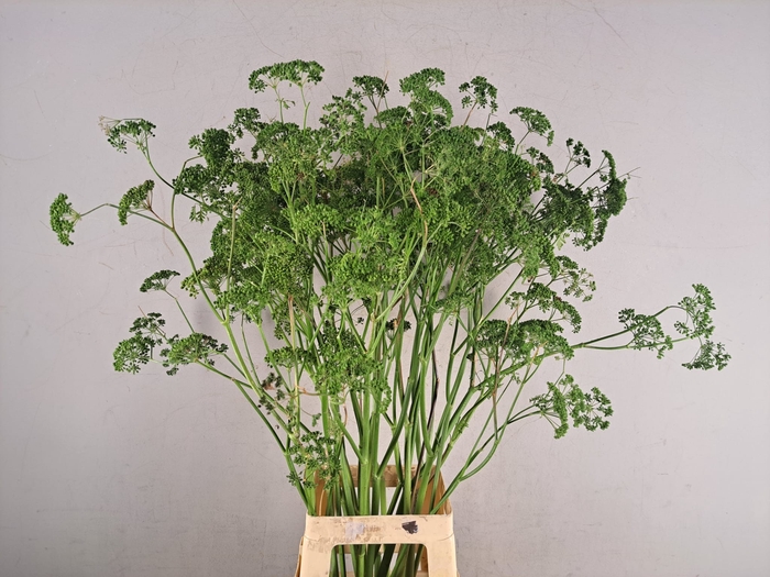 <h4>FOENICULUM</h4>