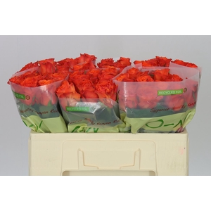 Rosa Gr Orange Wave