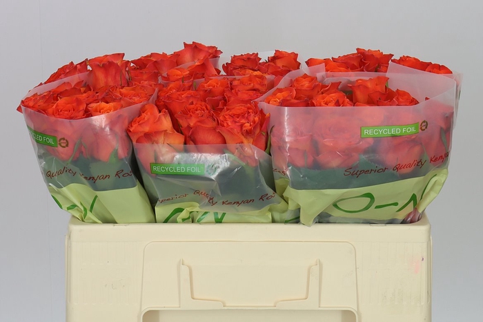 <h4>Rosa Gr Orange Wave</h4>