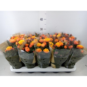 Rosa  'Firebird Kordana Grande'