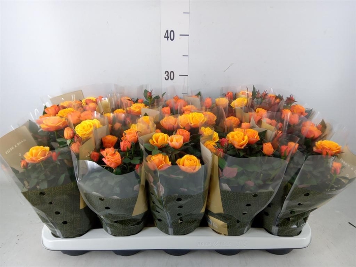 <h4>Rosa  'Firebird Kordana Grande'</h4>