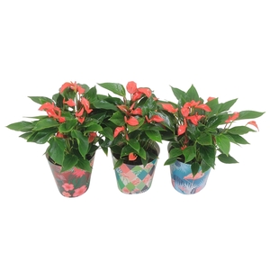 Anthurium XL.67 Trillions Red 14cm met zomerse flamingocover