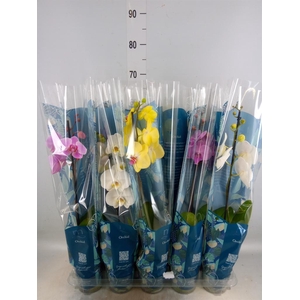 Phalaenopsis   ...mix  5