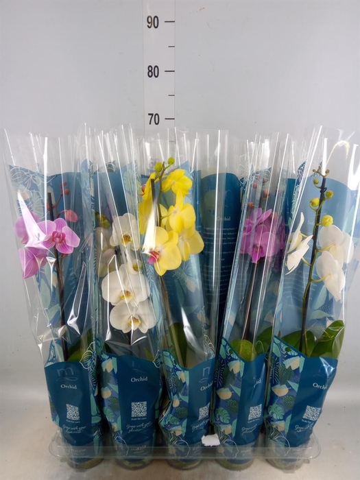 <h4>Phalaenopsis   ...mix  5</h4>