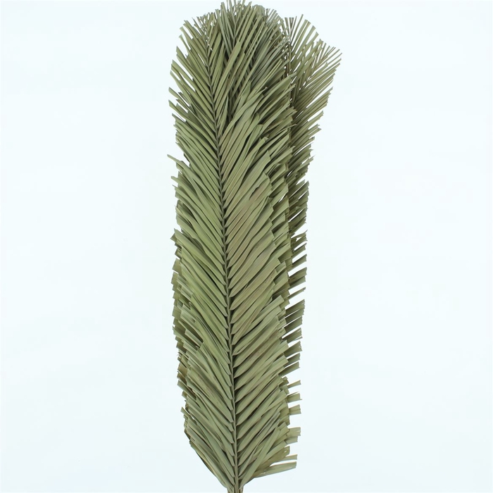 Dried Palm Spear Narrow 120cm