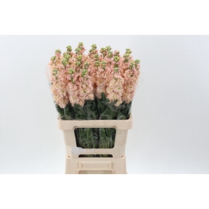 MATTHIOLA INCANA 'PHANTOM APRICOT' Italy