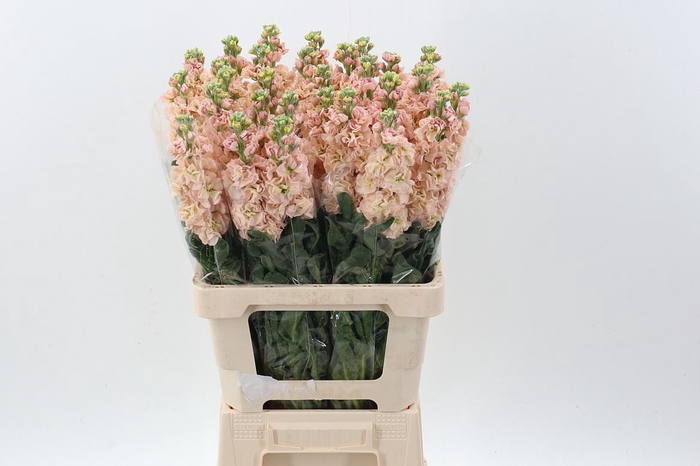 <h4>MATTHIOLA INCANA 'PHANTOM APRICOT' Italy</h4>