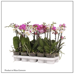 PHAL MF GEM 3 KL