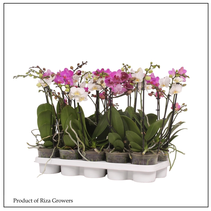<h4>PHAL MF GEM 3 KL</h4>