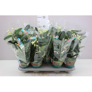 Stephanotis Fleur Parfum 5-6