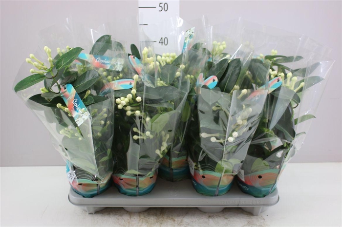 <h4>Stephanotis Fleur Parfum 5-6</h4>