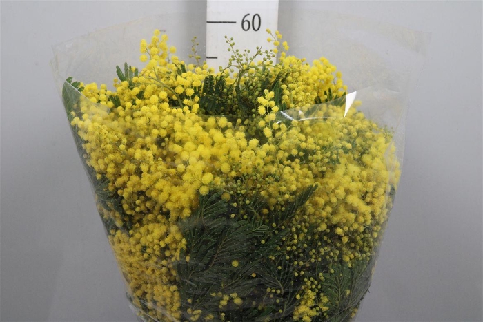 <h4>Acacia Mirandol Per Bunch 400 Gram Xxl</h4>