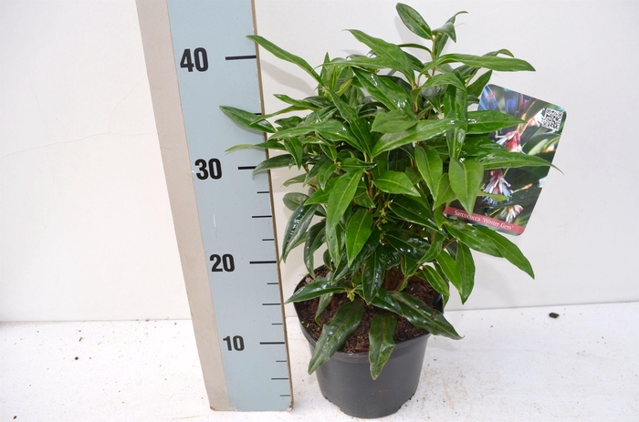 Sarcoccoca Winter Gem