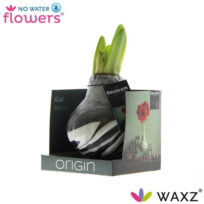 No Water Flowers Waxz® Artooz Earth Black Boxz(Decorum)