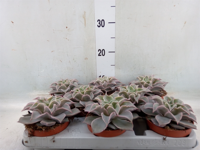 <h4>Echeveria   ...</h4>