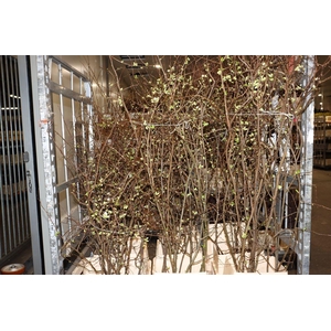 Chaenomeles Superba White