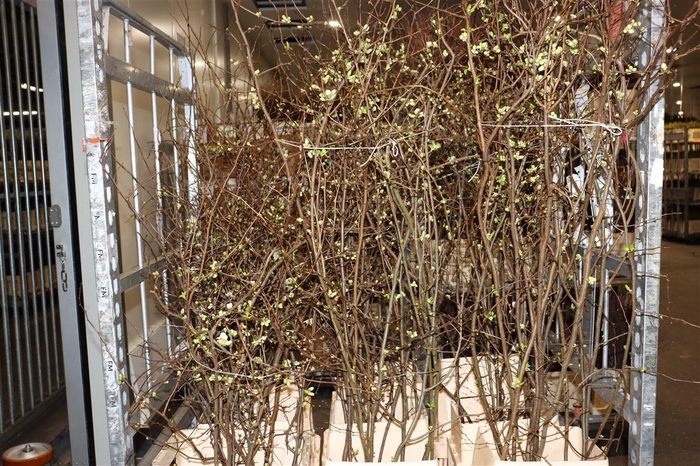 <h4>Chaenomeles Superba White 160 180cm</h4>