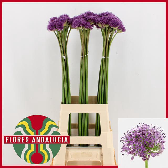 Allium Gladiator