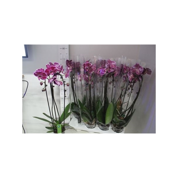 <h4>Phal Fortu Teller 2 Branches 18+</h4>