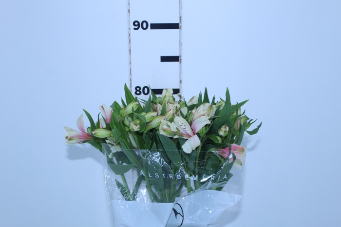 ALSTROEMERIA DIRTY DANCING 080 CM