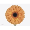 Gerbera Jetset Diamond