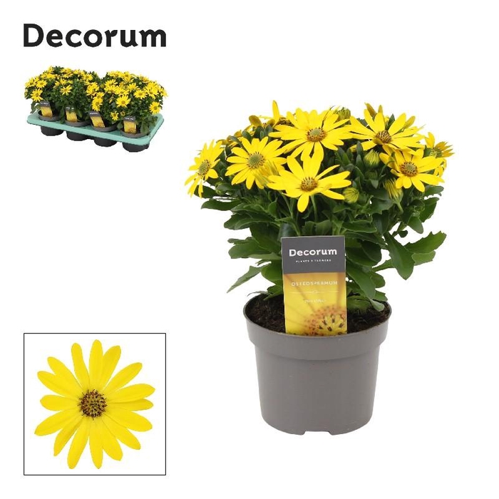 Osteospermum geel Pure Yellow, beperkt leverbaar