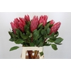 Protea Cynaroides Madiba