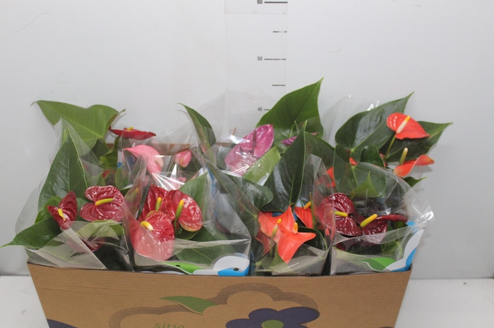 <h4>ANTHURIUM VARIADO P15</h4>