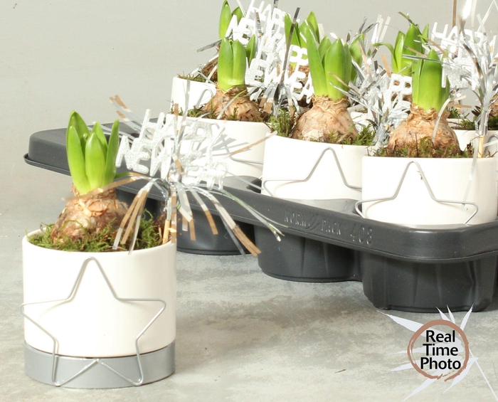 <h4>ARR HYACINTH</h4>