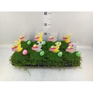 Soleirolia soleirolii   ...green