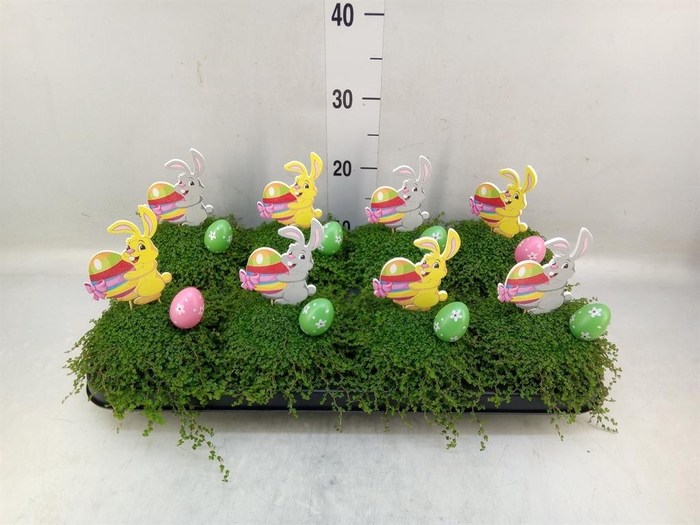 <h4>Soleirolia soleirolii   ...green</h4>