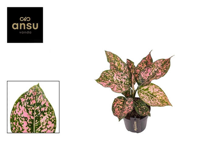 <h4>Aglaonema Pink Leopard</h4>