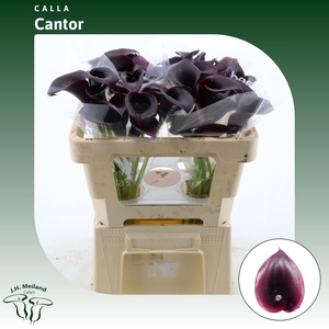 Calla Cantor