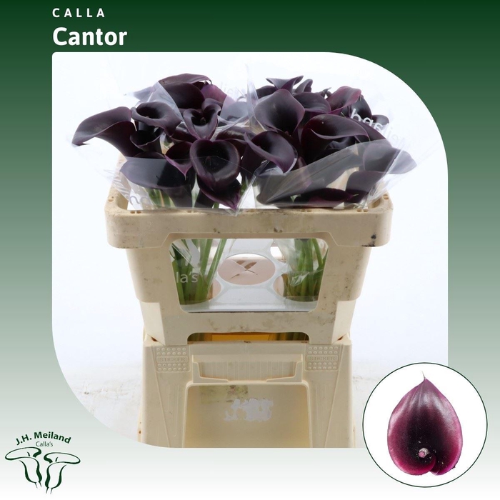 <h4>Calla Cantor</h4>