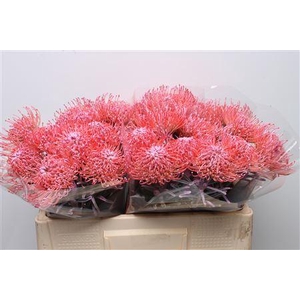 Leuco Klbh New Rose