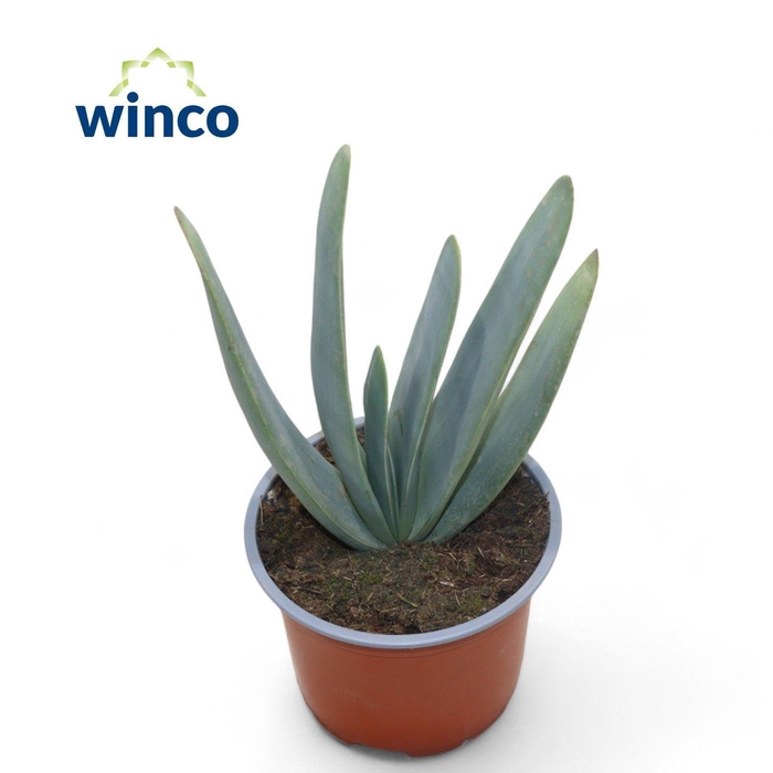 <h4>ALOE OV</h4>