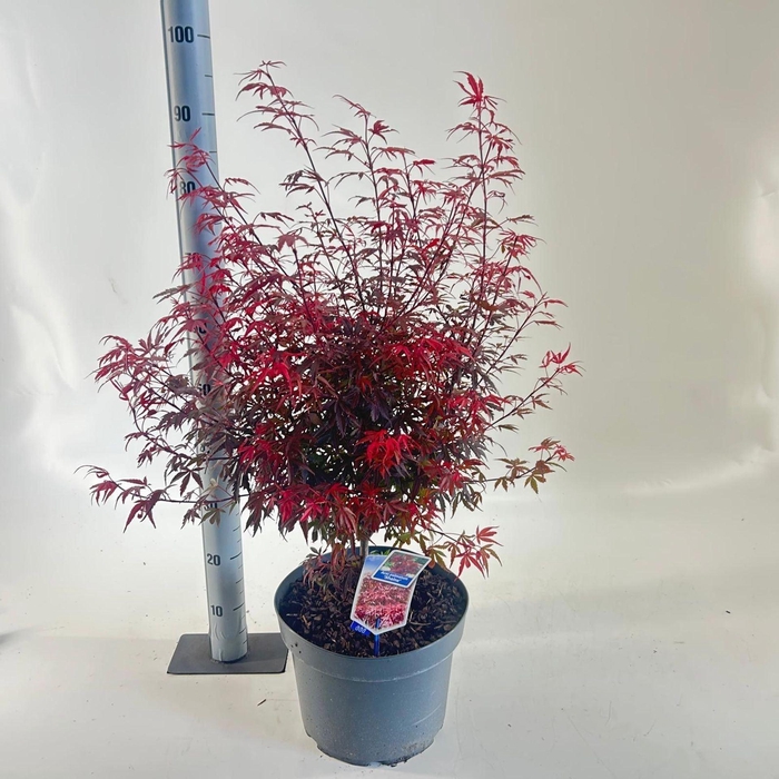 <h4>Acer palmatum Shaina</h4>