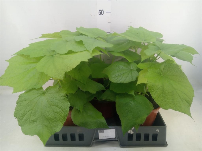 <h4>Sparrmannia africana</h4>