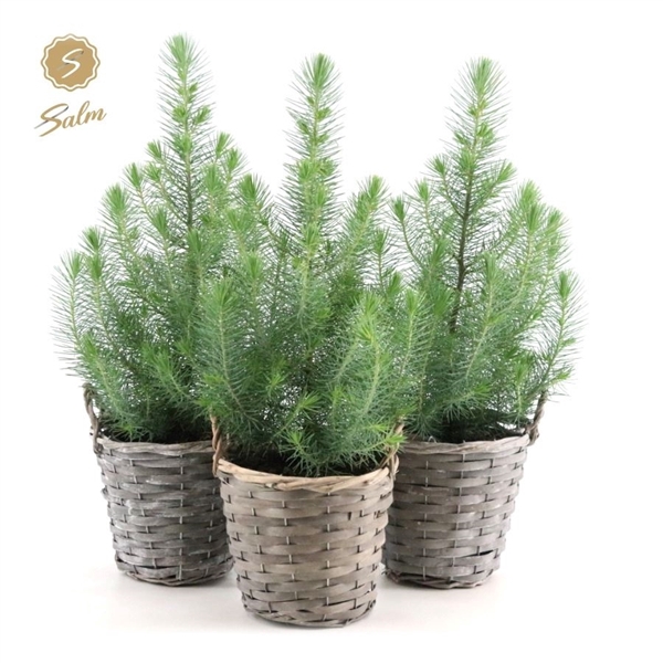 <h4>Pinus pinea 'Silver Crest' P15 in Basket</h4>