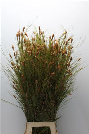 <h4>Kaaps Bell Reed Natural</h4>