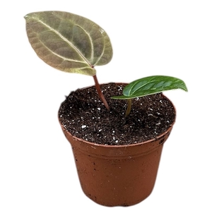 Anthurium blad