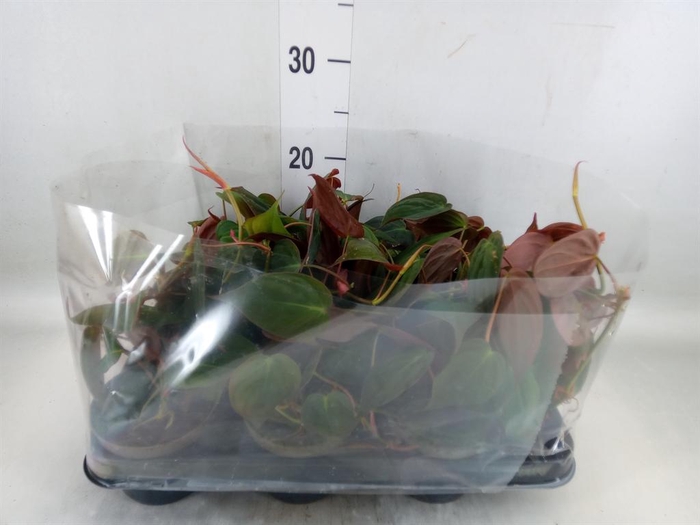 <h4>Philodendron   ...</h4>